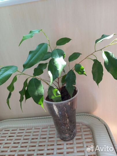 Фикус бенджамина