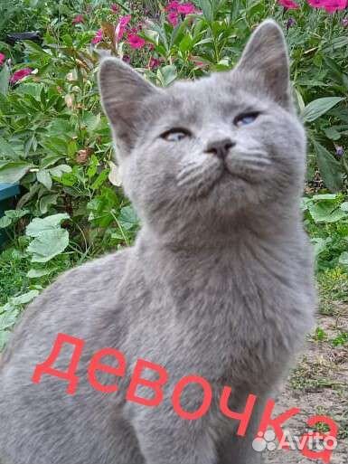 Бездомные котята