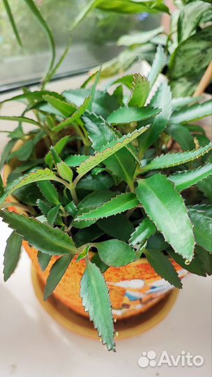 Каланхоэ лечебное