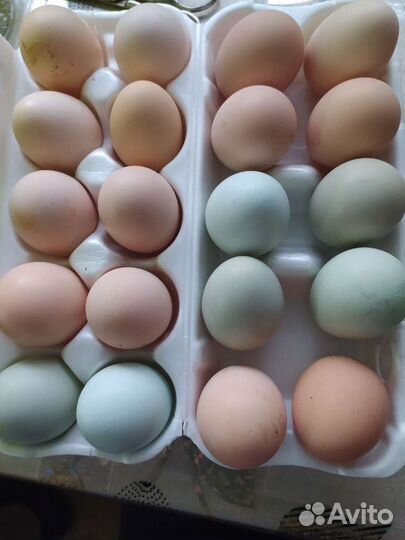 Цыплята и Инкубационное яйцо