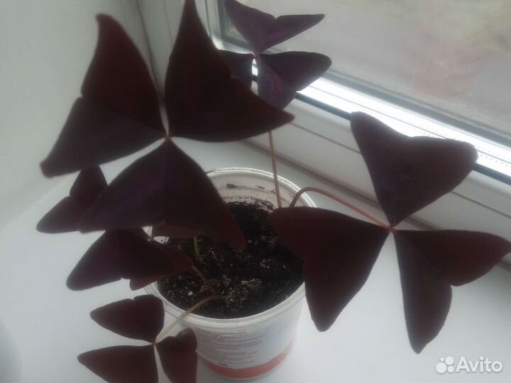 Оксалис фиолетовый