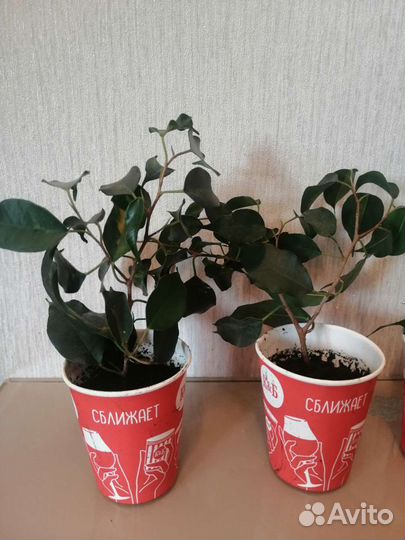 Фикус бенджамина