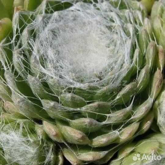 Молодило паутинистое Алабастер