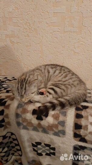 Шотландская кошечка