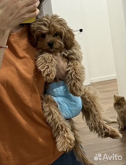 Подгузники для домашних животных