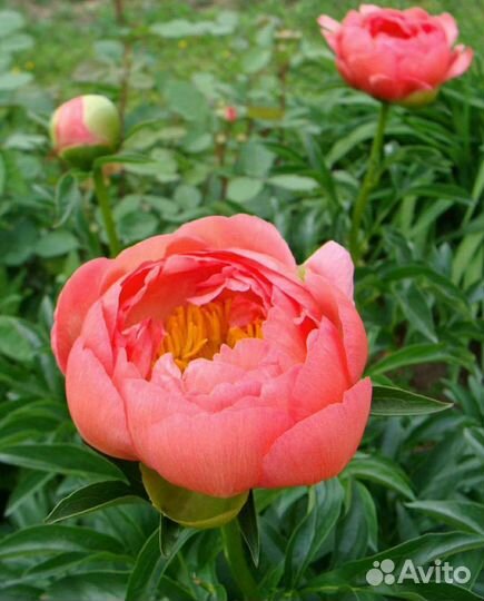 Пион корал Сансет. Детки