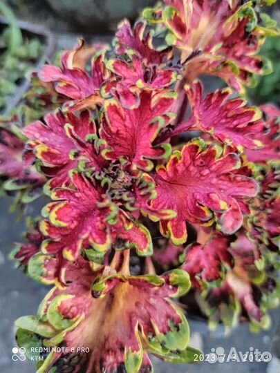 Колеусы вегетативные