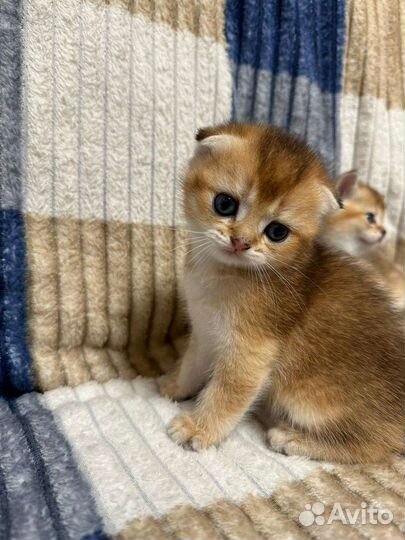 Шотландские котята