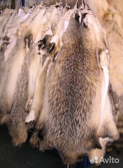Шкура барсука