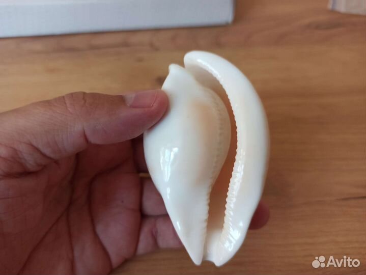 Морская раковина