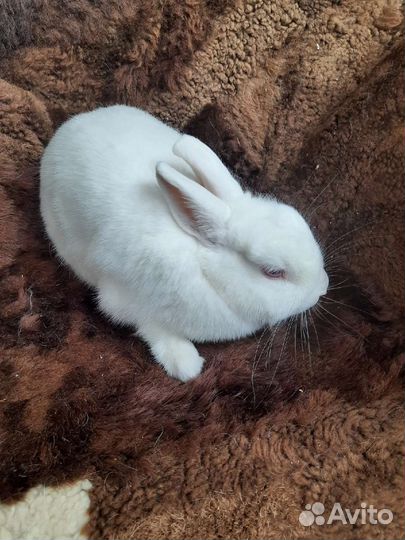 Кролик гермелин