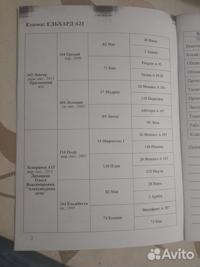 Племенной жеребец пони