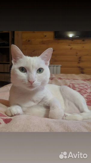 Домашняя передержка