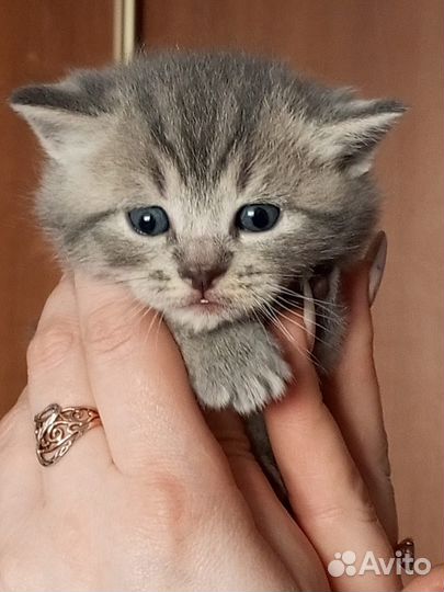 Британские котята