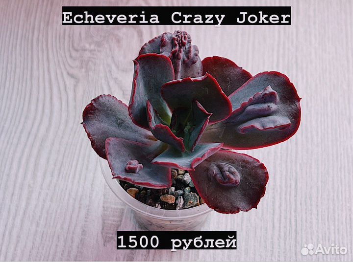 Суккуленты. Эхеверии