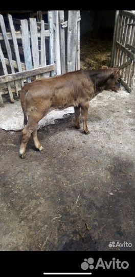 Корова с теленком