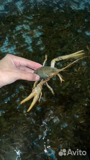 Живые раки и вареные