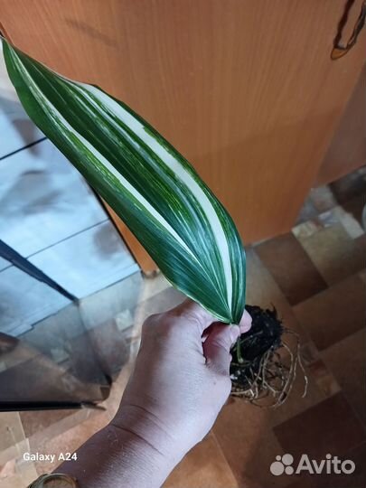 Аспидистра вариегатная