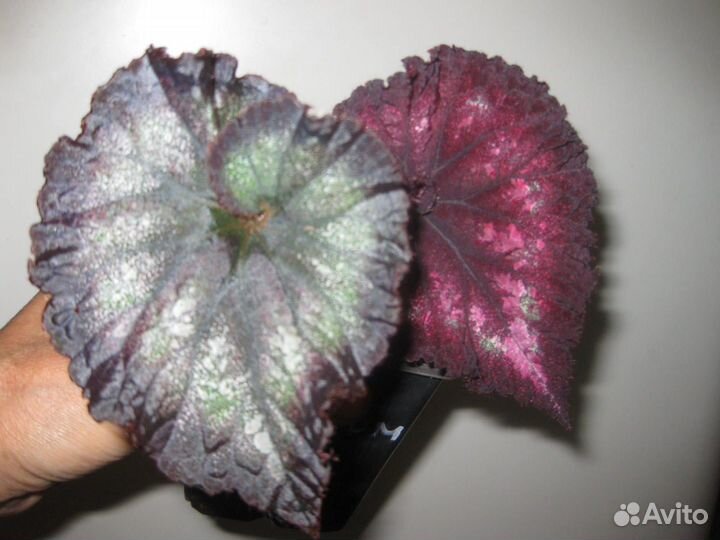 Подарок - Бегонии пестролиственные, сортовые