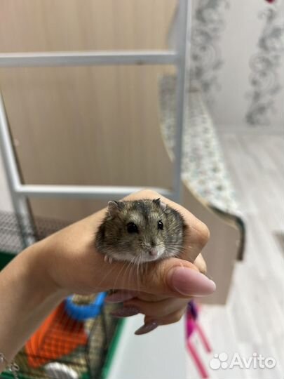 Джунгарские хомячки с клеткой