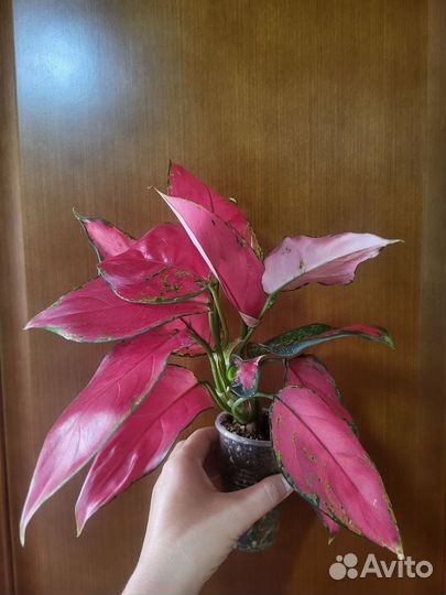 Бронь.Аглаонема 'Cherry Baby'