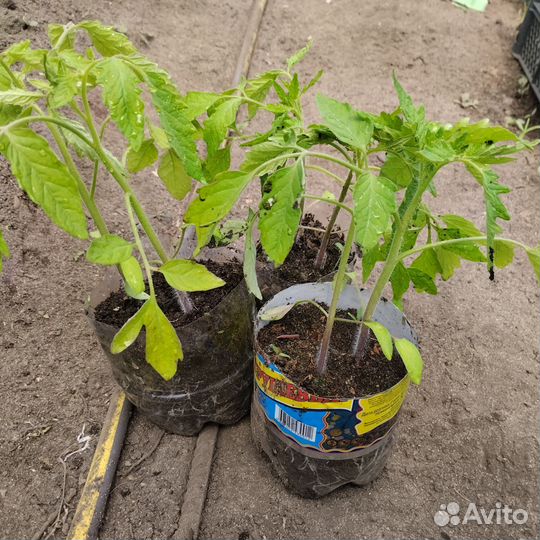 Рассада перца, баклажан, помидор