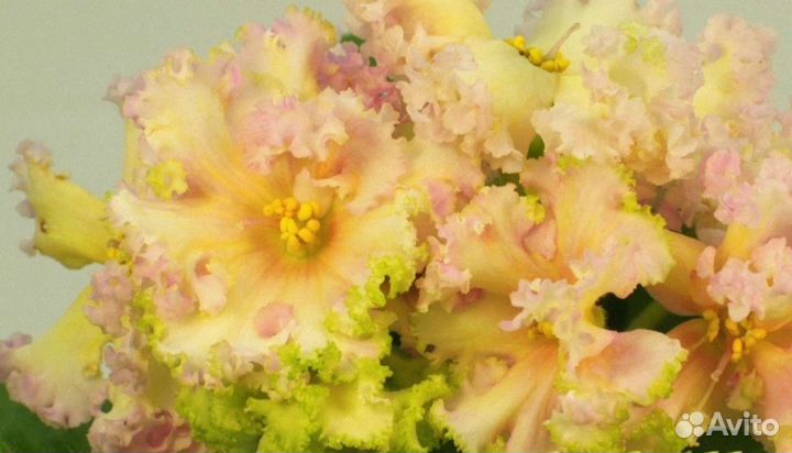 Сенполии сортовые