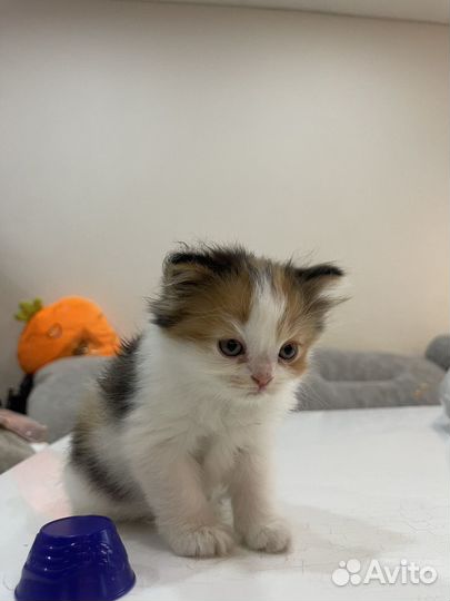 Шотландские котята