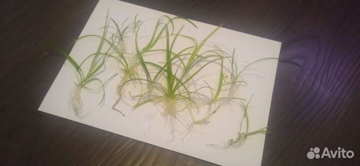 Растения для аквариума