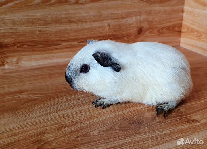 Морская свинка. Девочка