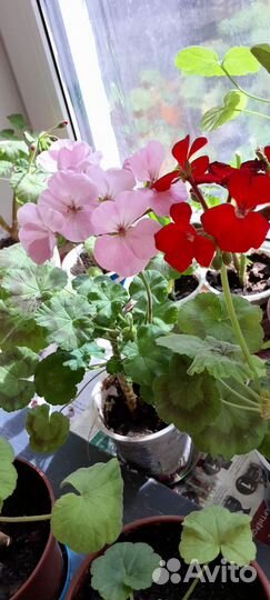 Комнатные домашние растения