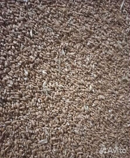 Горох, Фуражная пшеница на корм