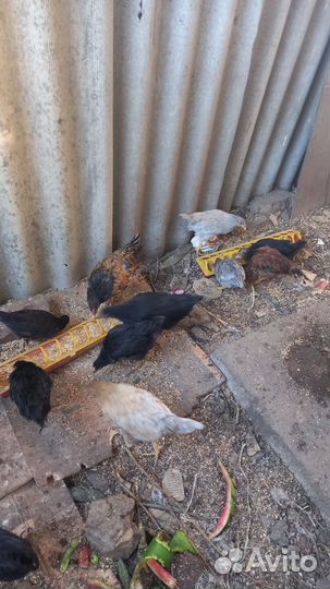 Цыплята трех месяцев