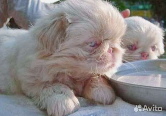 Королевский карликовый пекинесик