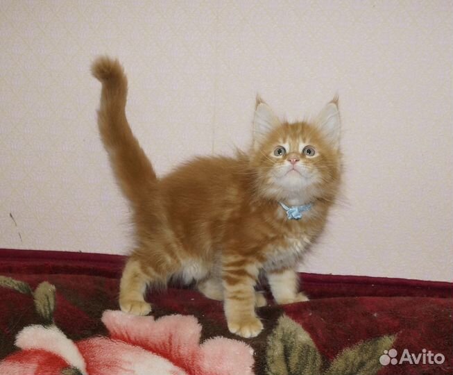 Котята мейн-кун