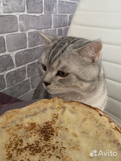 Шотландский кот на вязку