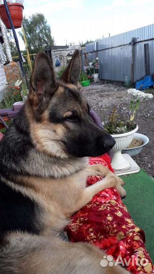 Кобель на вязку