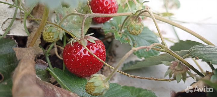 Рассада клубники