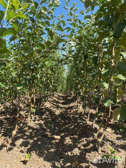 Саженцы яблони оптом мм-106