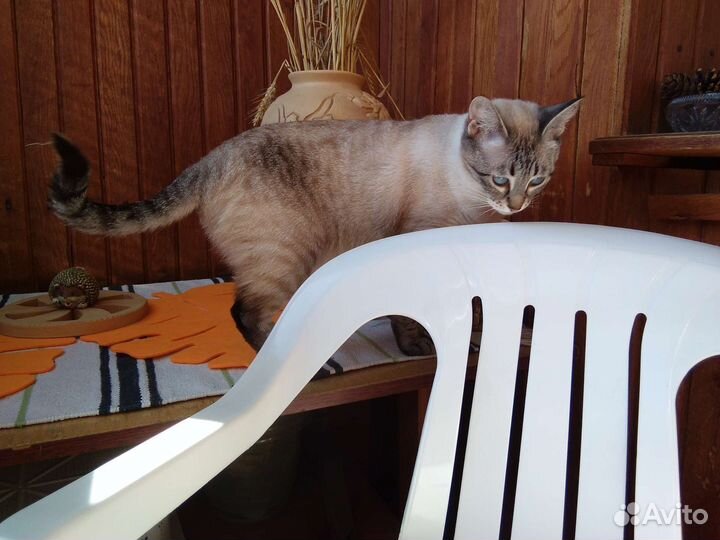 Алтайская голубоглазая кошка