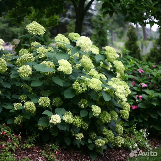 Гортензия древовидная в ассортименте