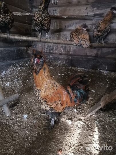 Павловский петух