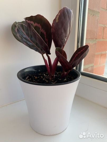 Калатея розеопикта Дотти