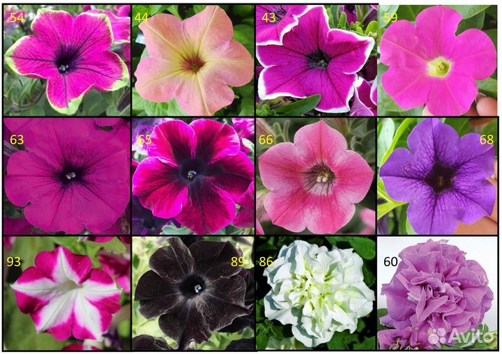 Петуния вегетативная (размножается черенками)