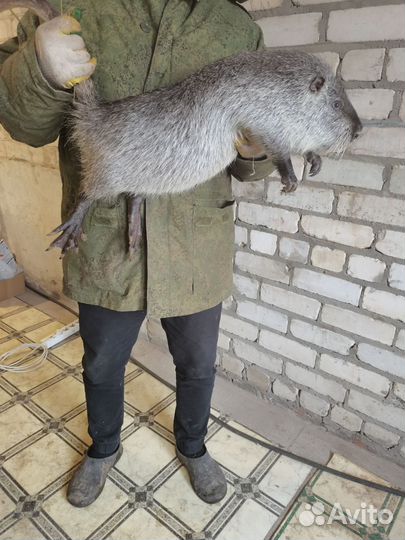 Нутрии