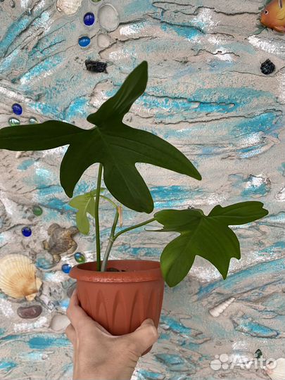 Цветы домашние в горшках