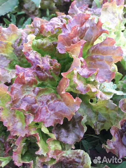 Листья салата свежие