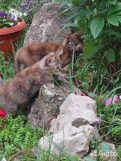 Котики