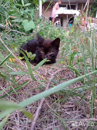 Отдам бесплатно, в хорошие руки
