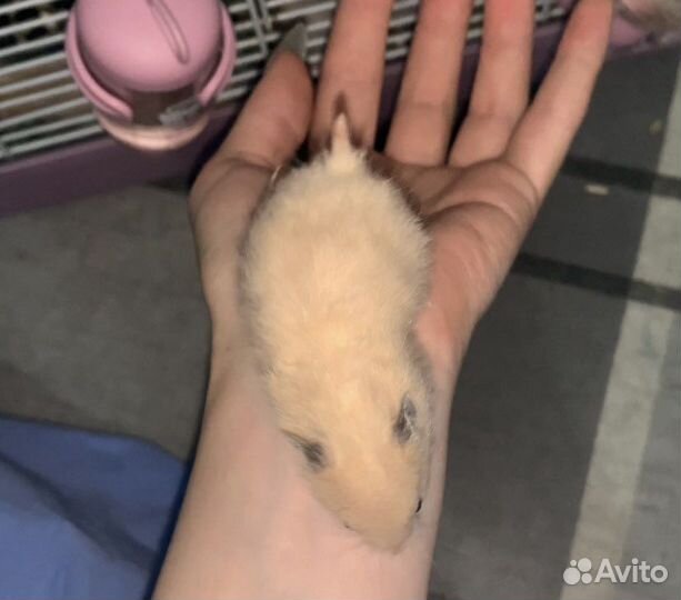 Сирийский хомяк